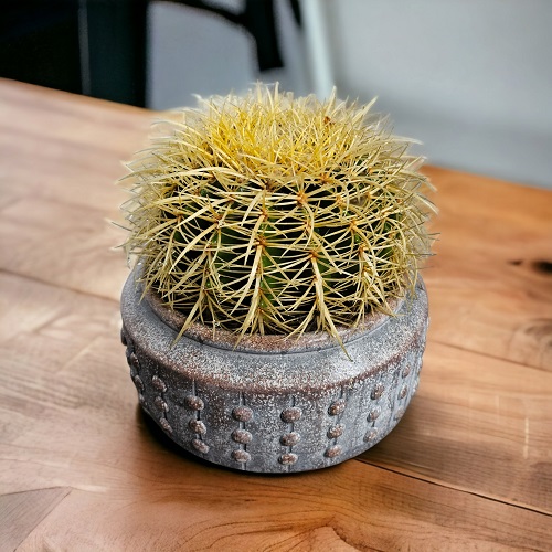 Barrel Cactus