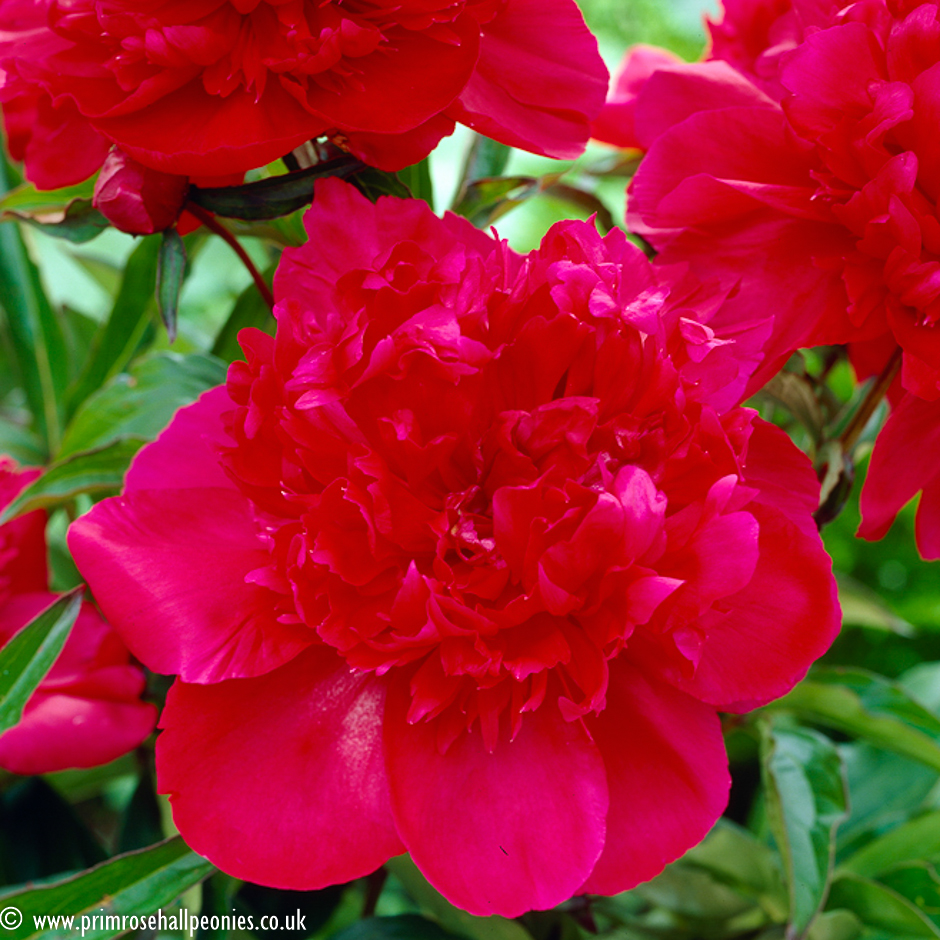 Peony Insp. Lavergne