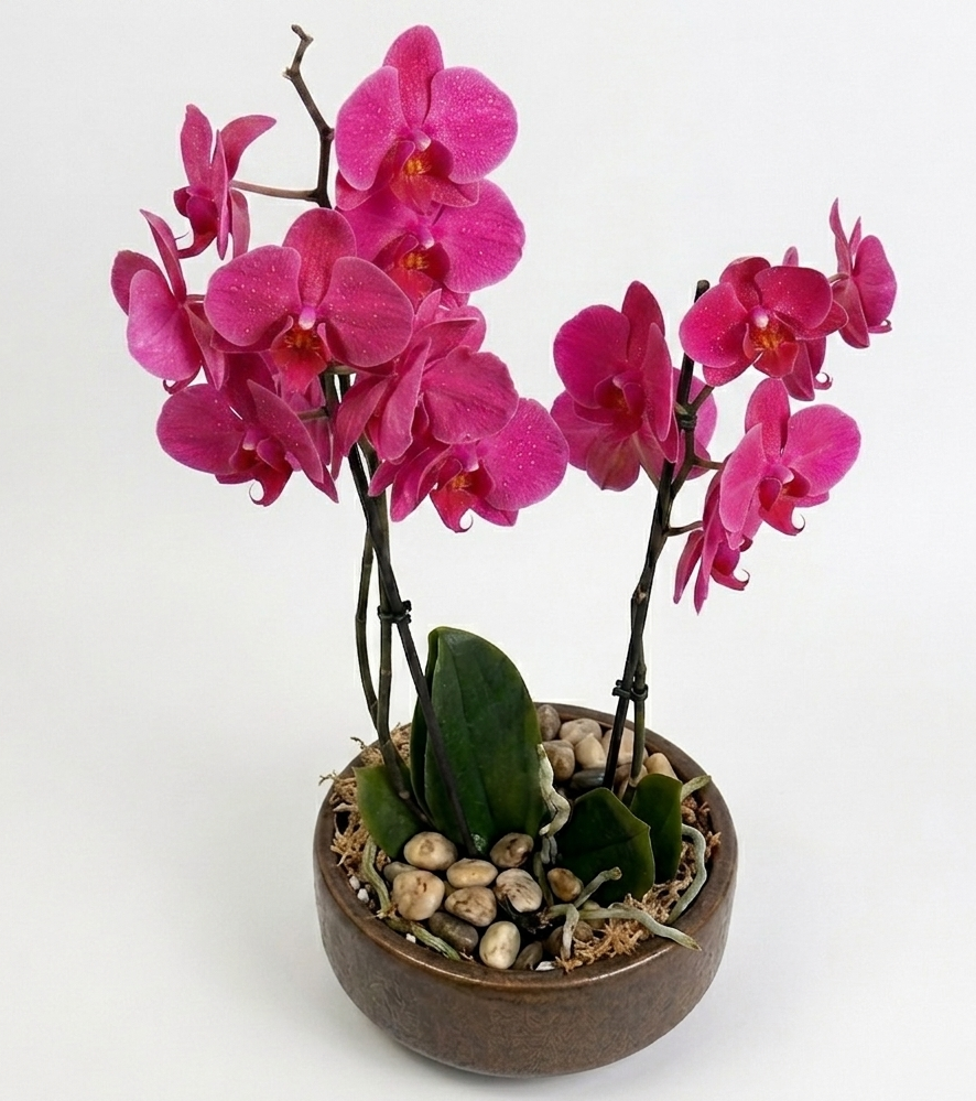 Original by Olympia Flowers — flowers available for delivery from Floom