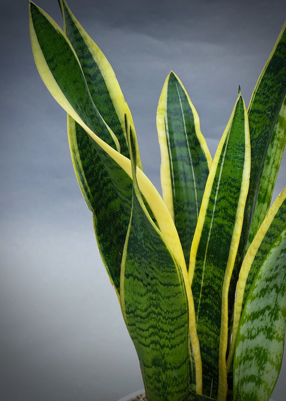 Sansevieria