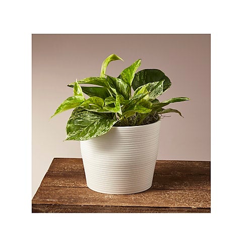 Pothos Plant