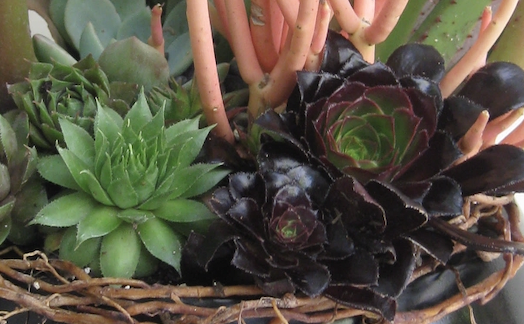 Colorful Succulents