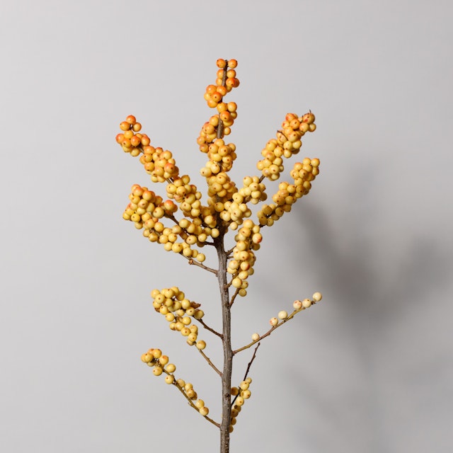 Ilex berries orange