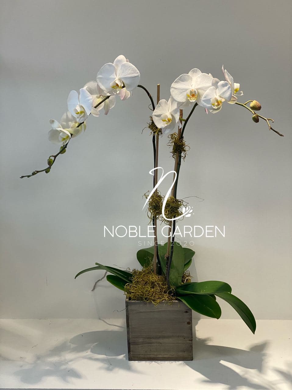 Orchid plant 1