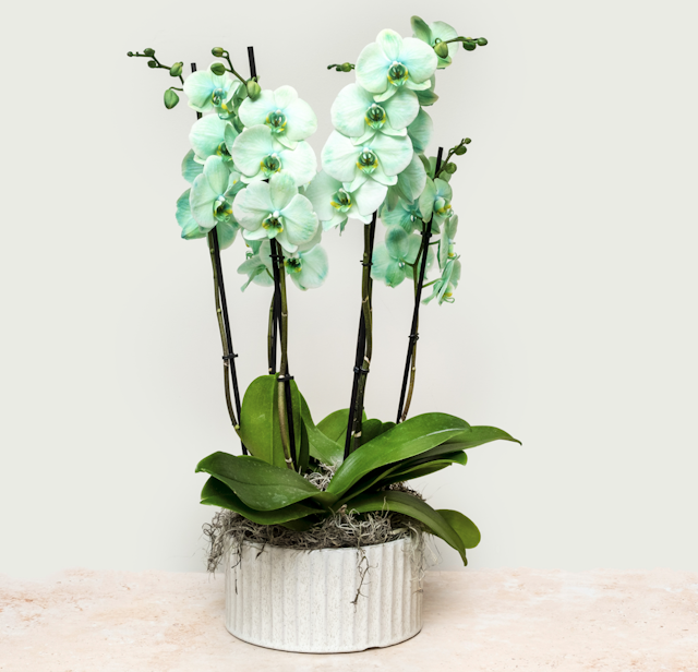 Large Green Orchid