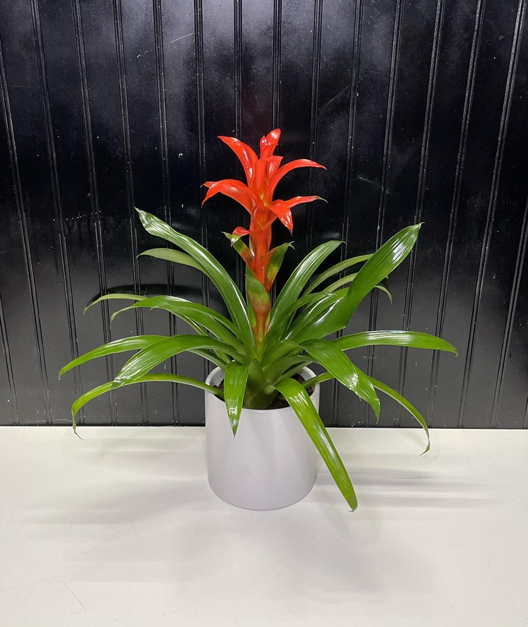 Bromeliad 