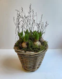 Hyacinth Basket