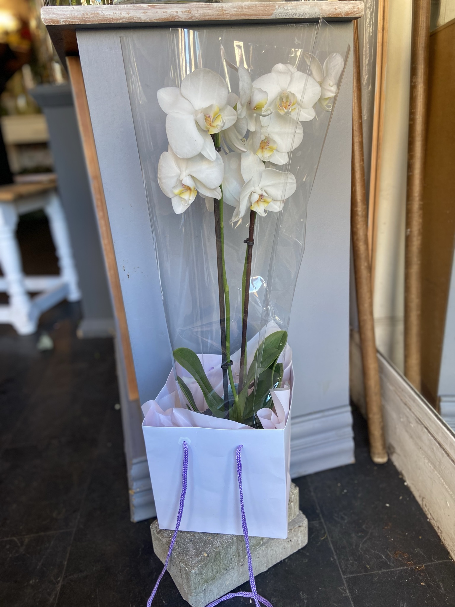 White twin Orchid