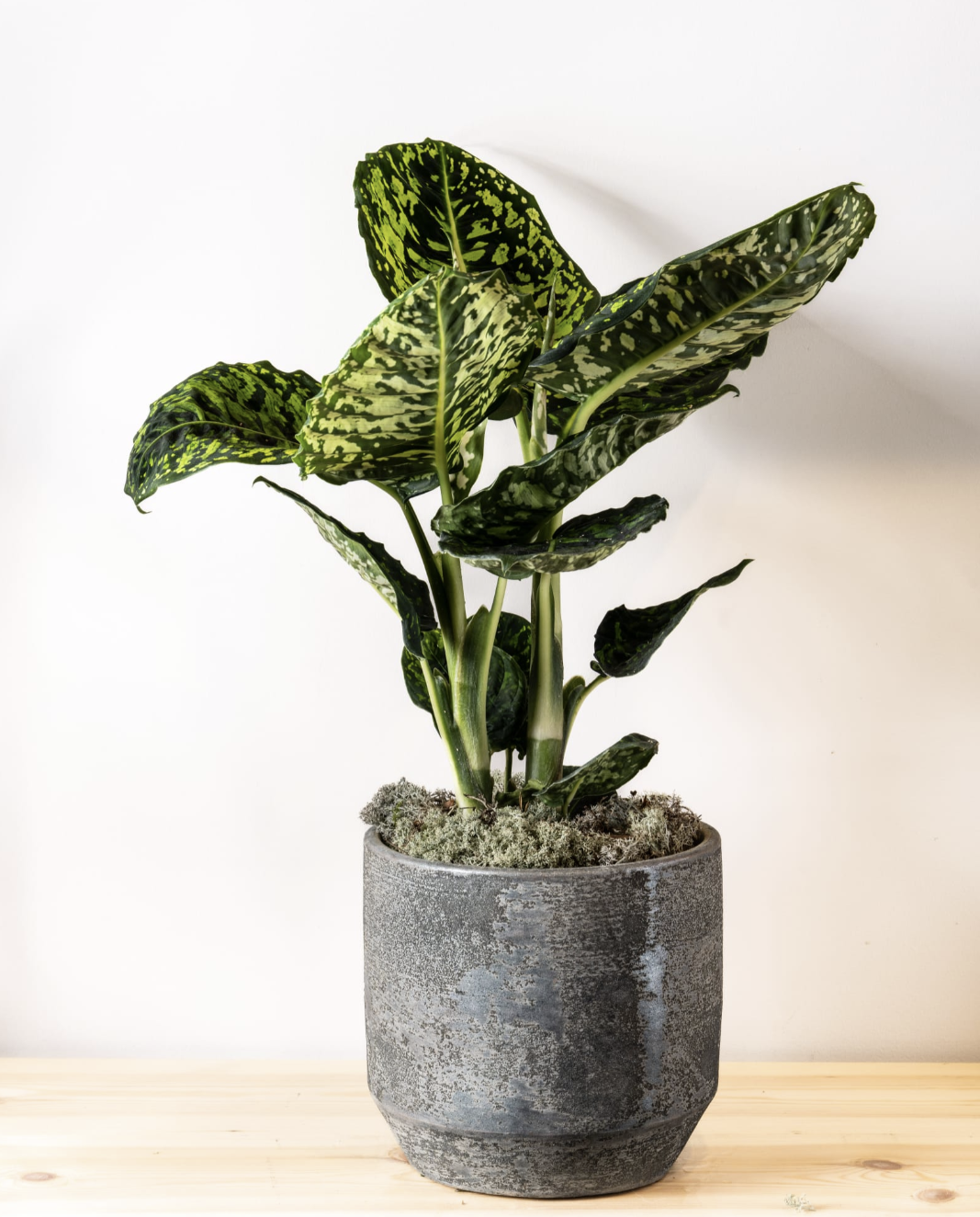 Dieffenbachia Reflect