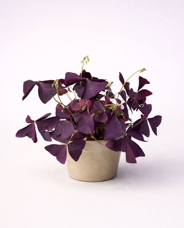 Original by Belle de Jour — flowers available for delivery from Floom