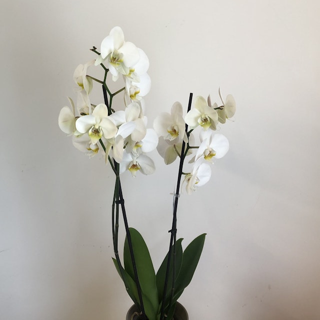 Orchids