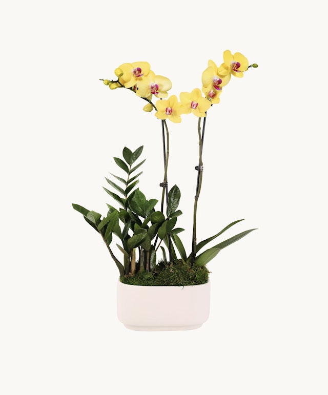 Build-me-up Buttercup