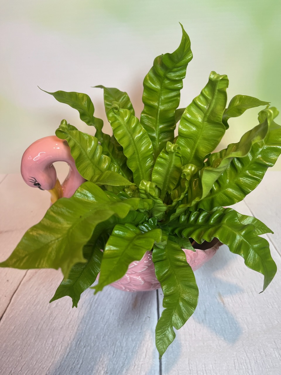 Pink Swan Planter