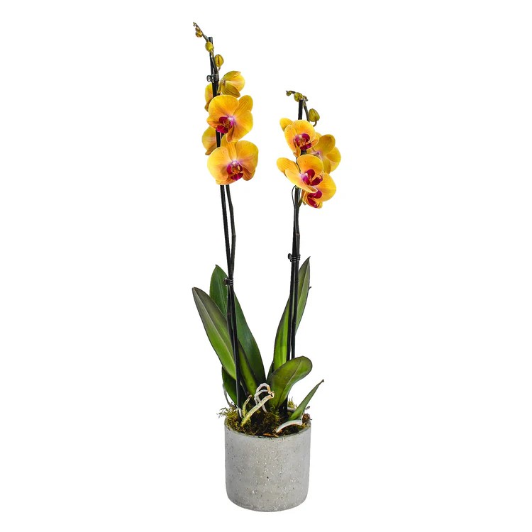 Original by Flowers & Plants Co — flowers available for delivery from Floom