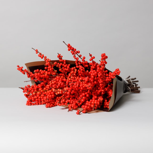 Ilex berries red
