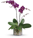 Blossoming Orchid