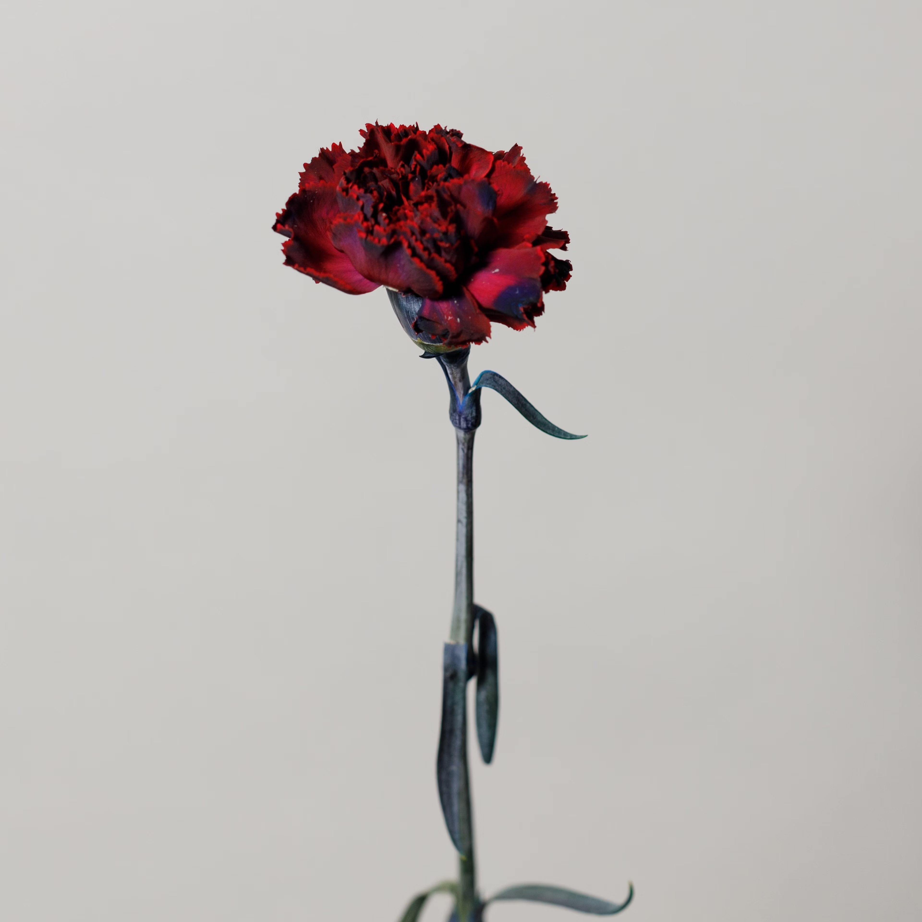 Winter Mix Carnation