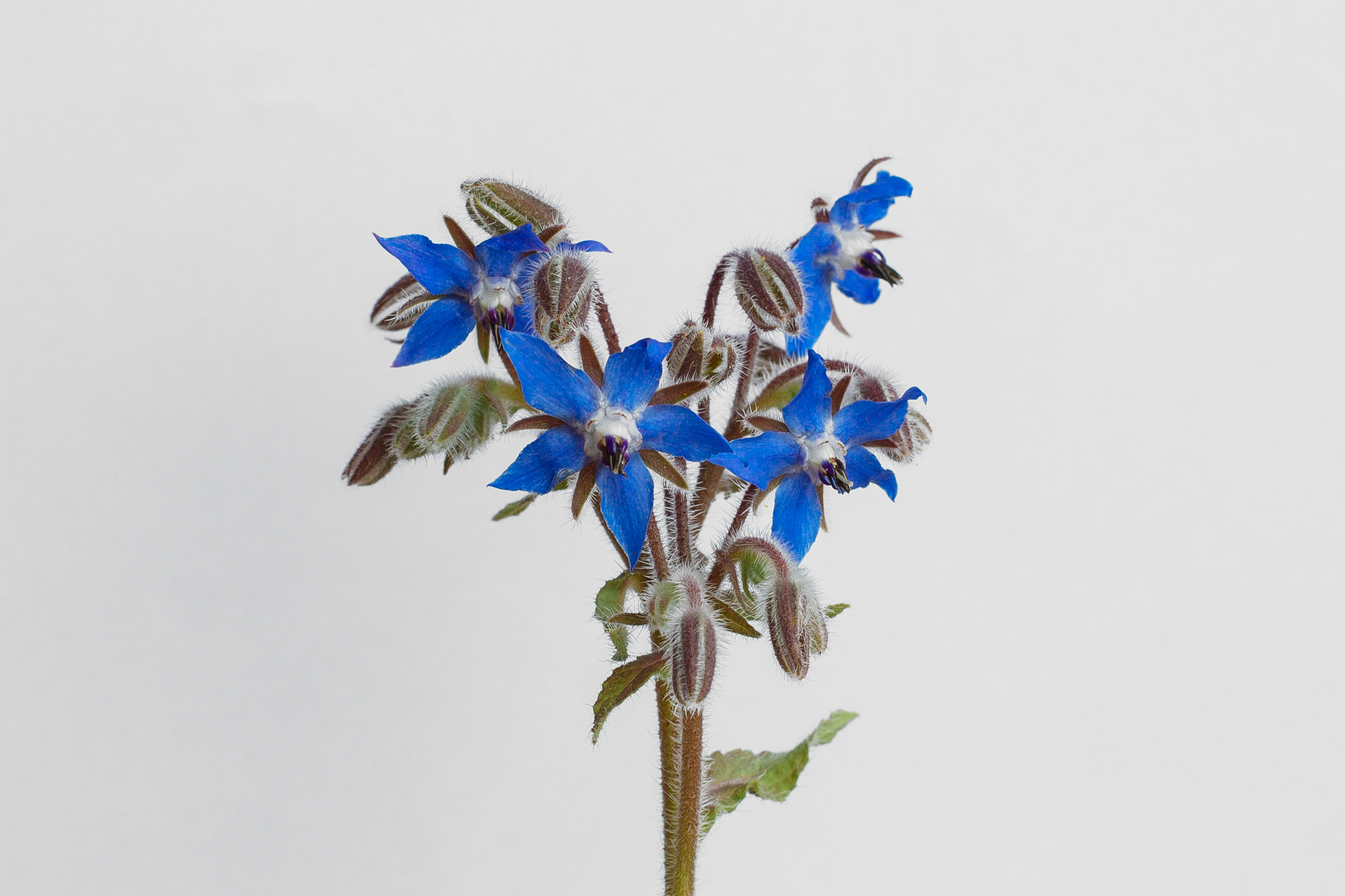 Borage