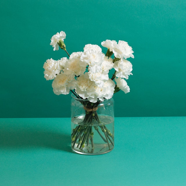 Snowy Carnations