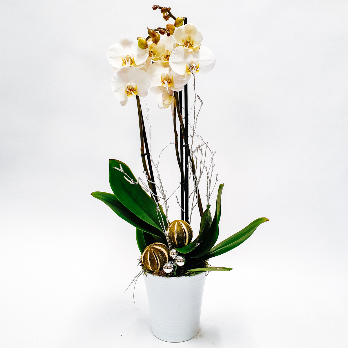 Majestic White Orchid