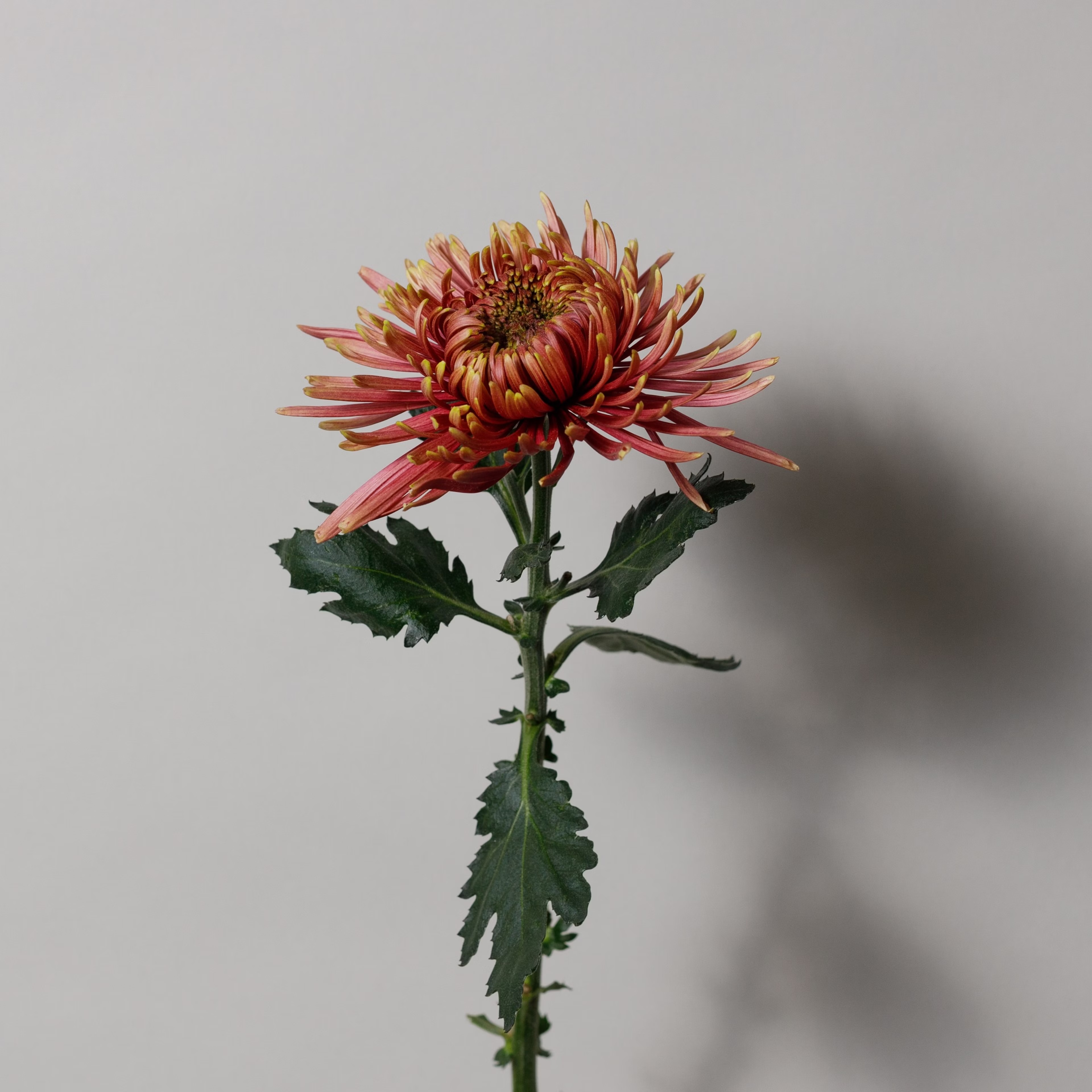 Flame Chrysanthemum