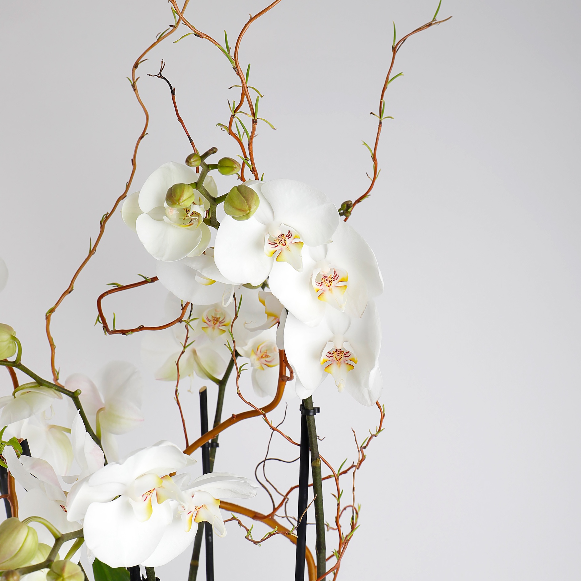 Orchid Duo Elegance
