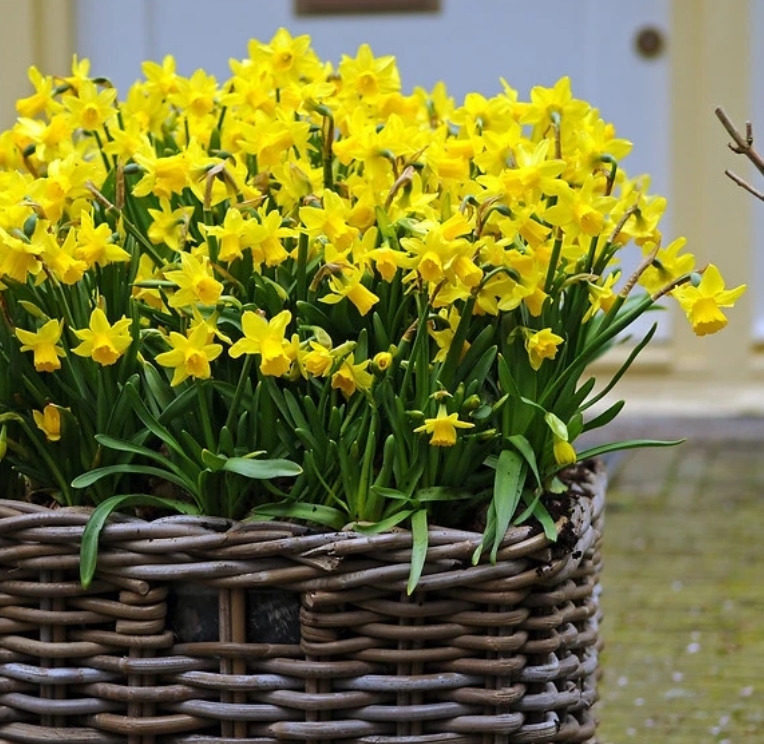 Spring Baskets