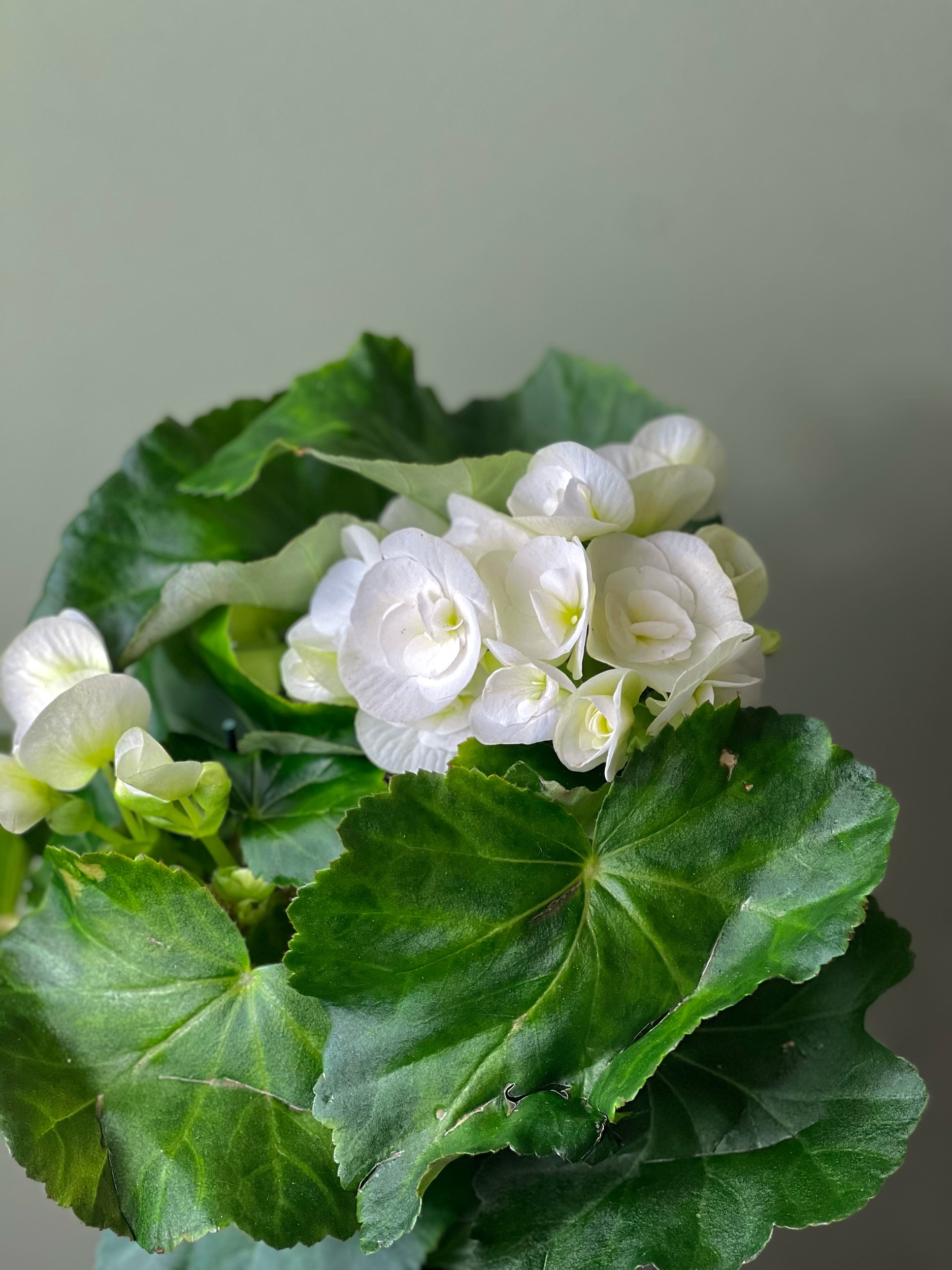White Begonia