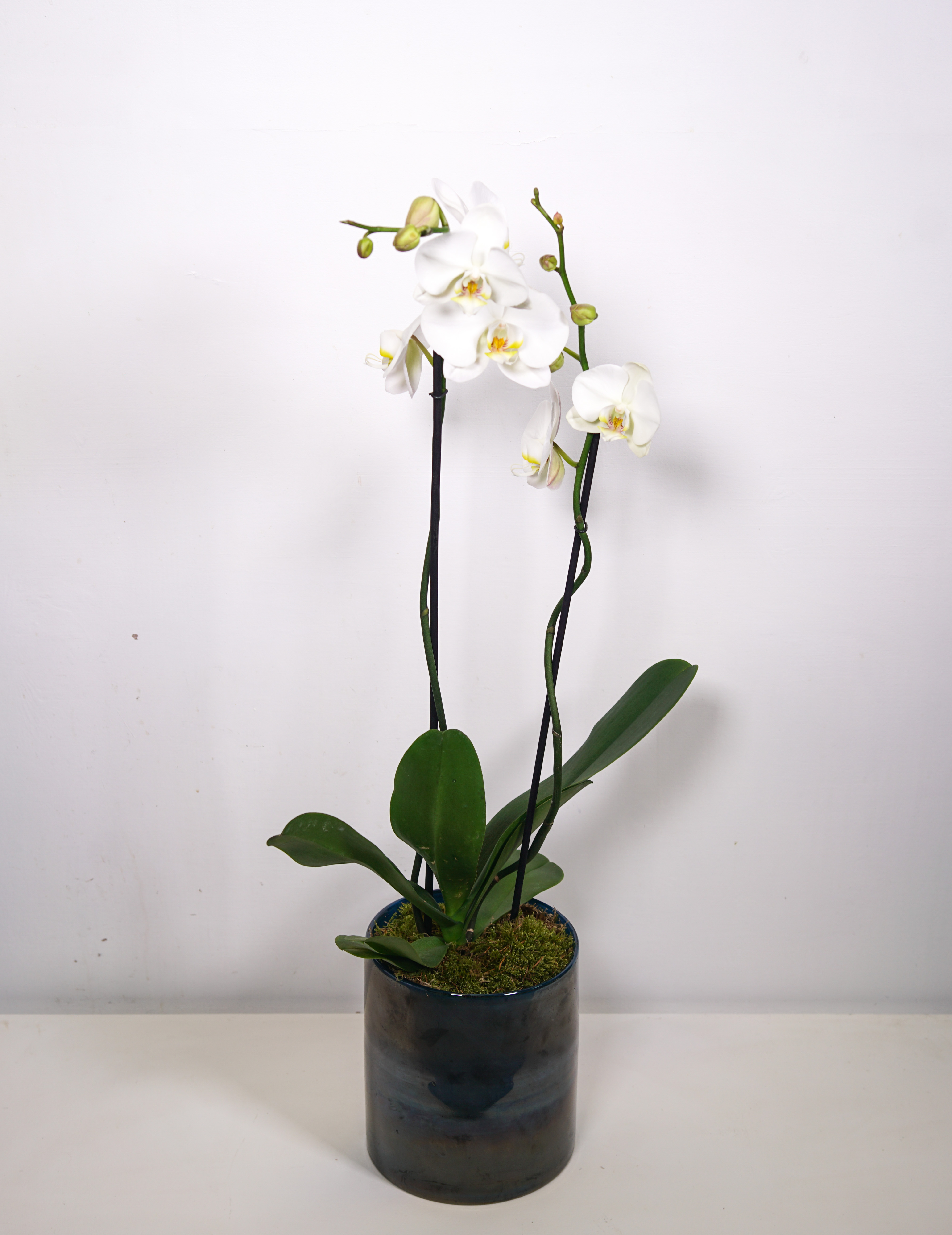 Orchid, glass planter