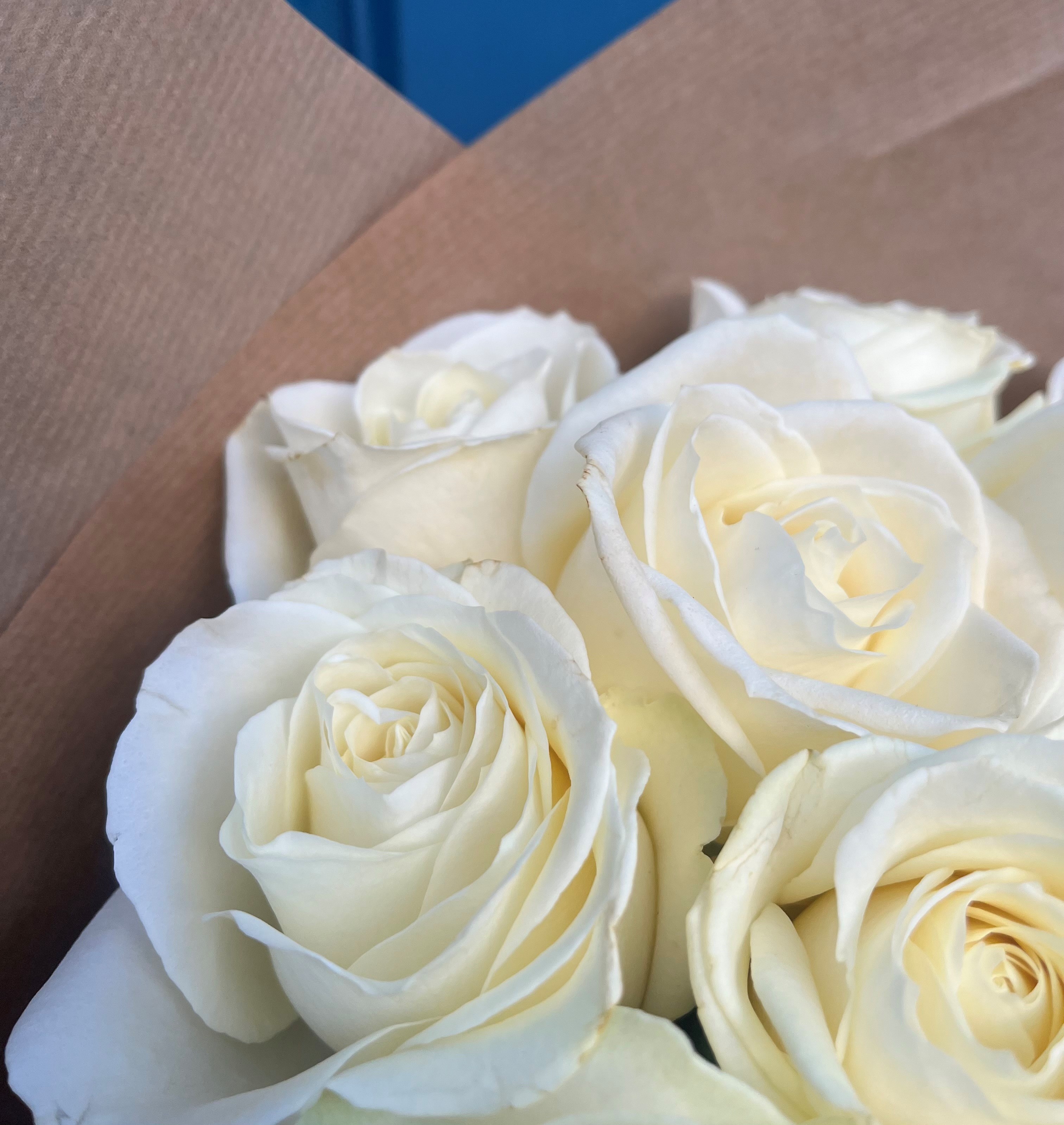 White Rose - A Dozen