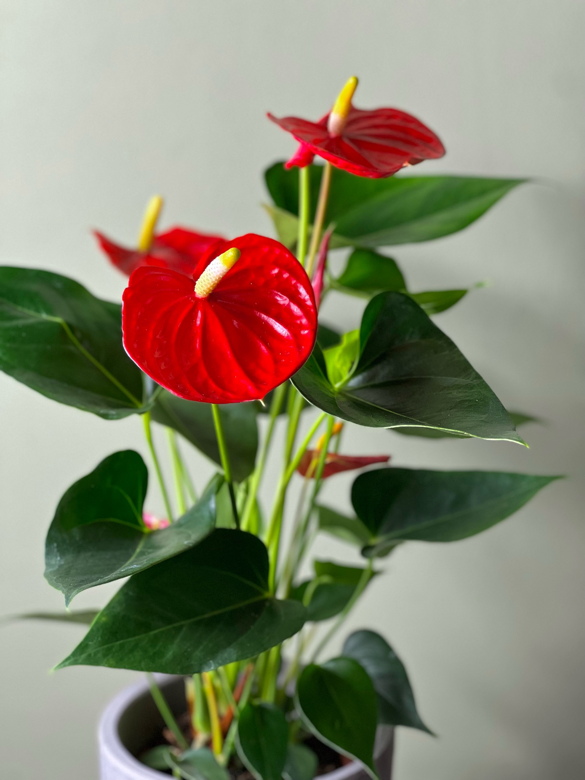Red Anthurium