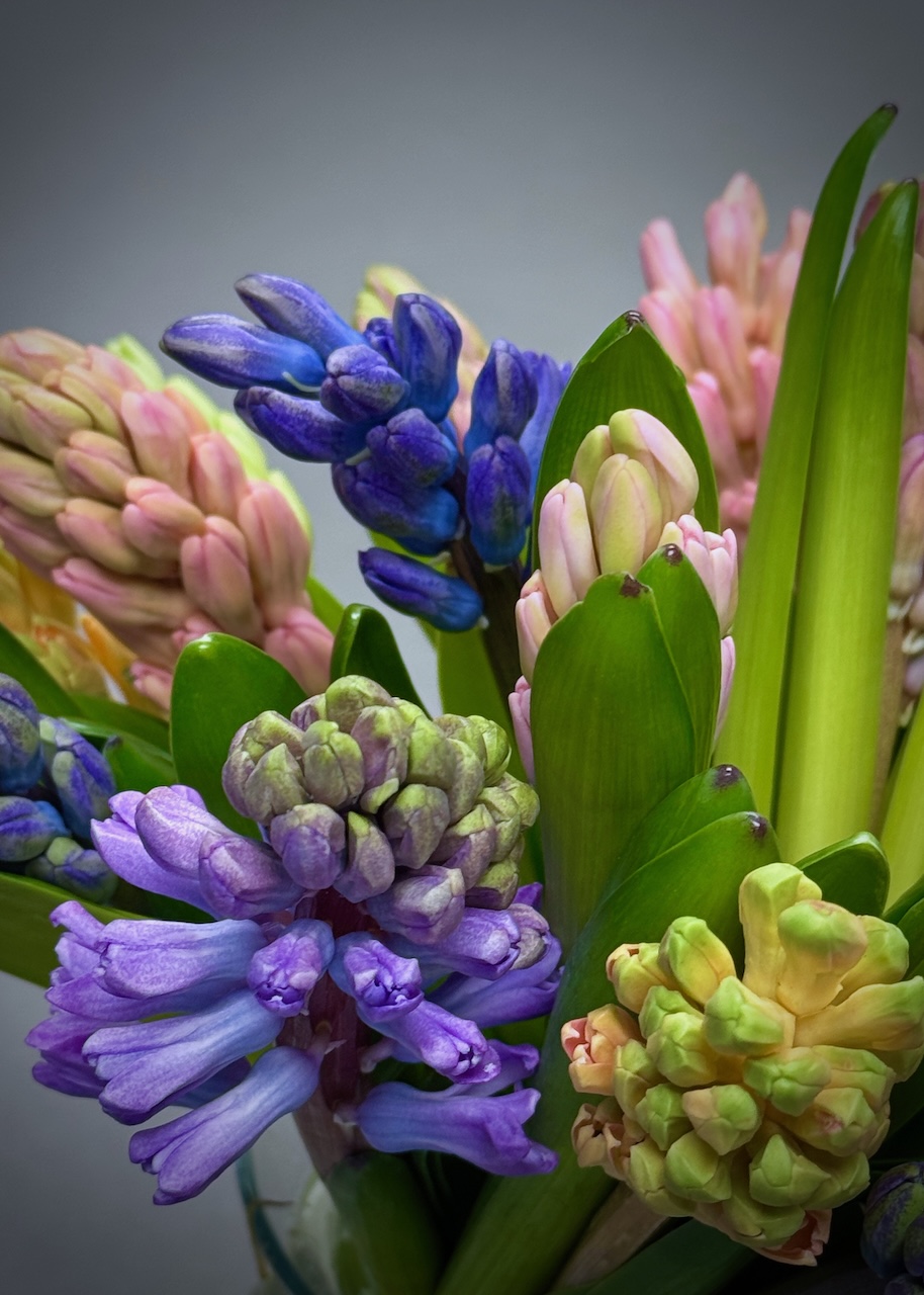 Simply Hyacinths