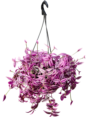 Original by Belle de Jour — flowers available for delivery from Floom