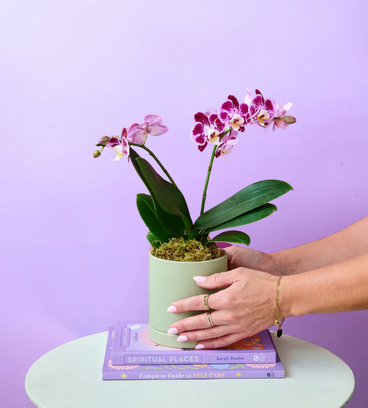 Mini Orchid - Grn Pot