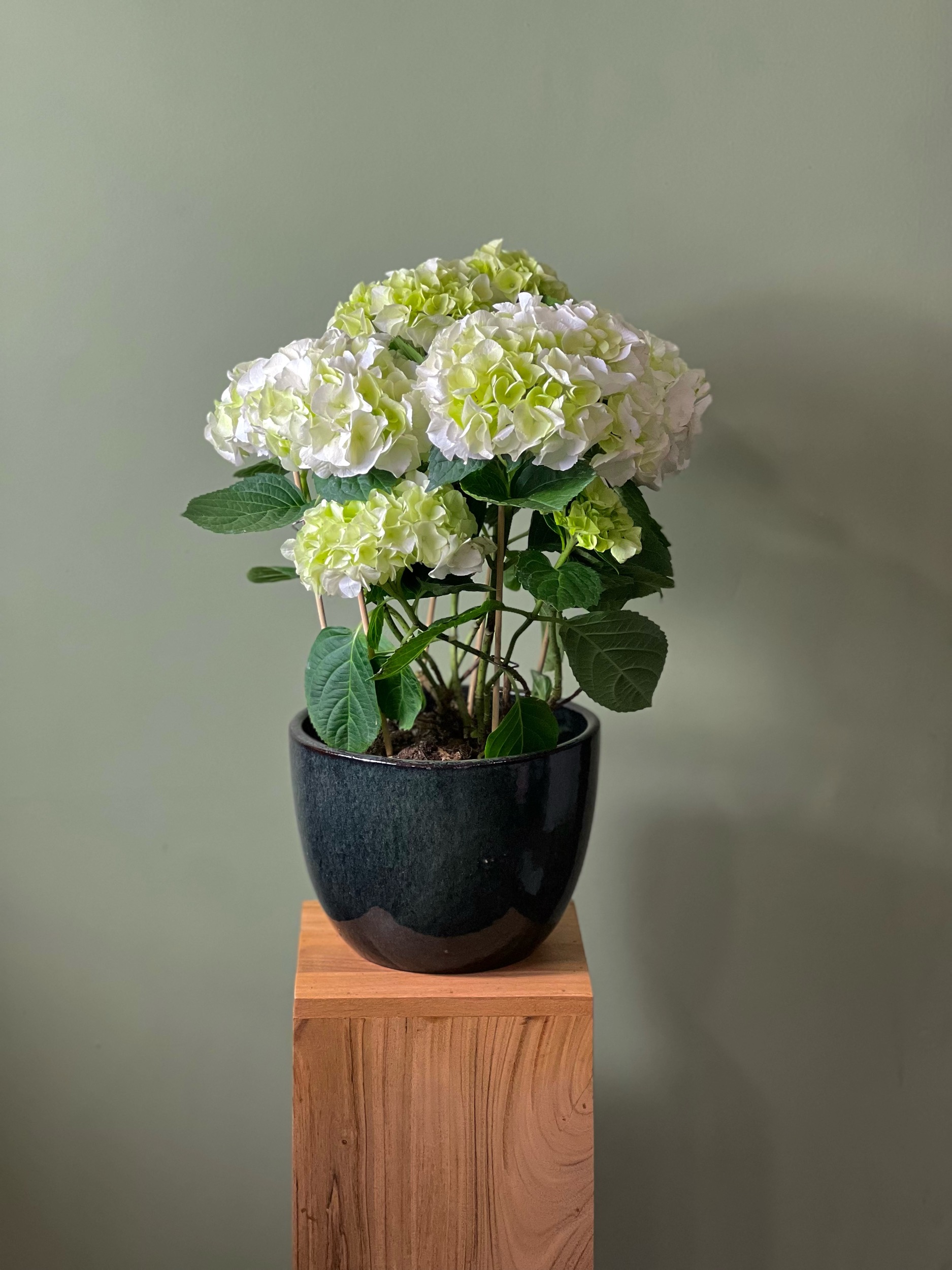 White Hydrangea (M)