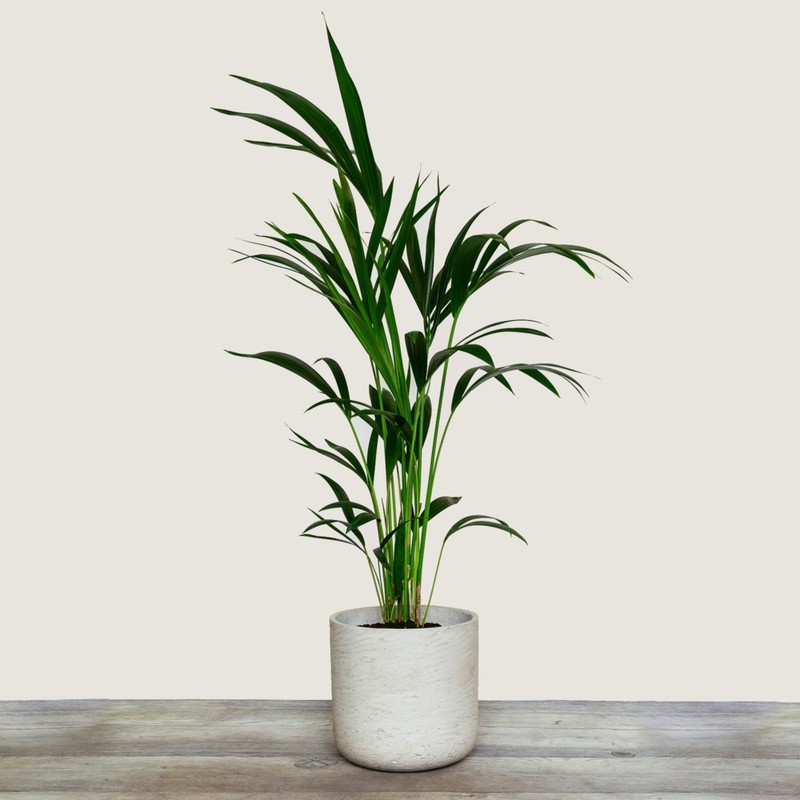 Kentia Palm