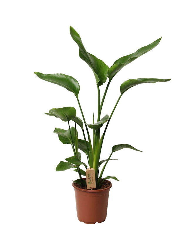 Strelitzia Nicolai