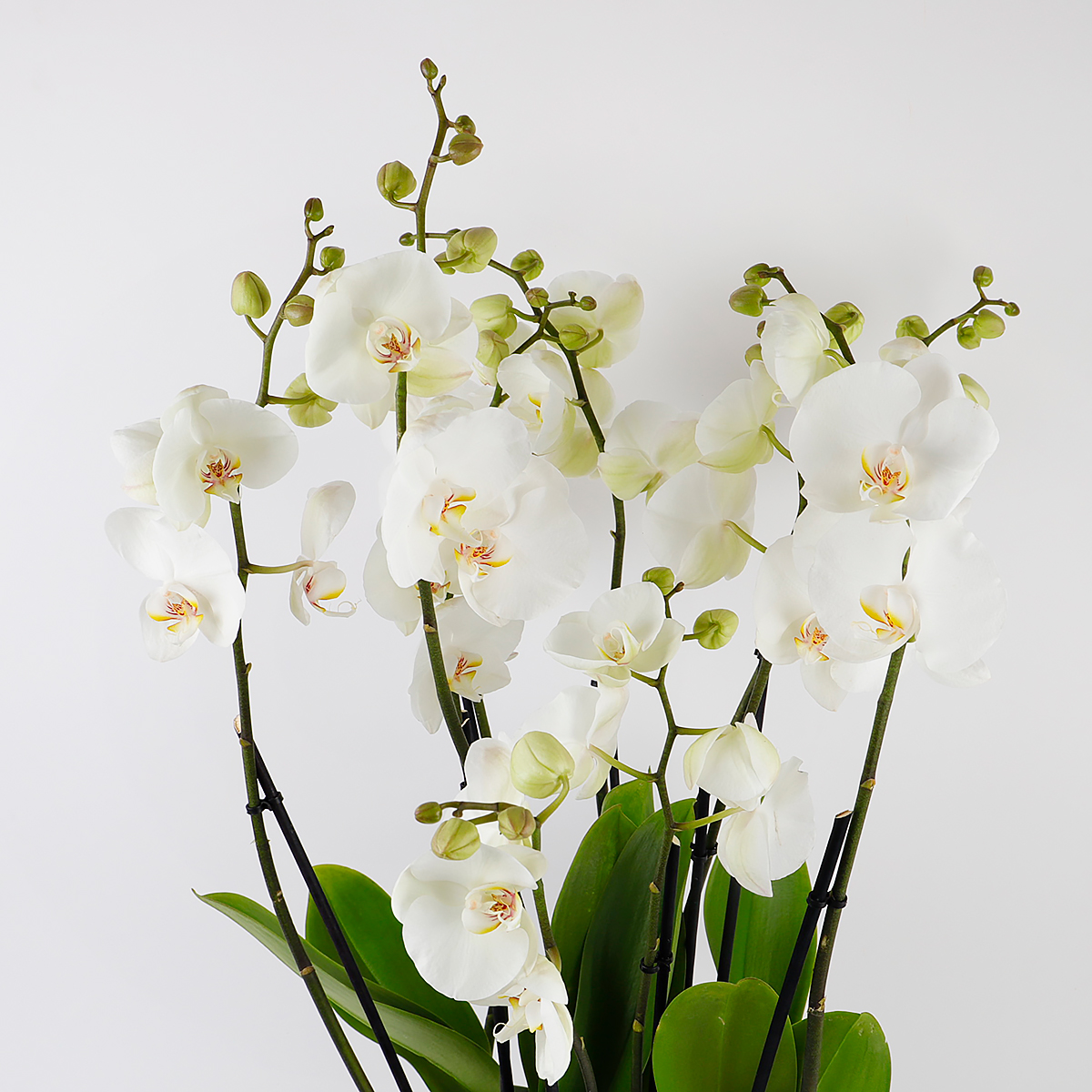 3 Orchid Arrangement