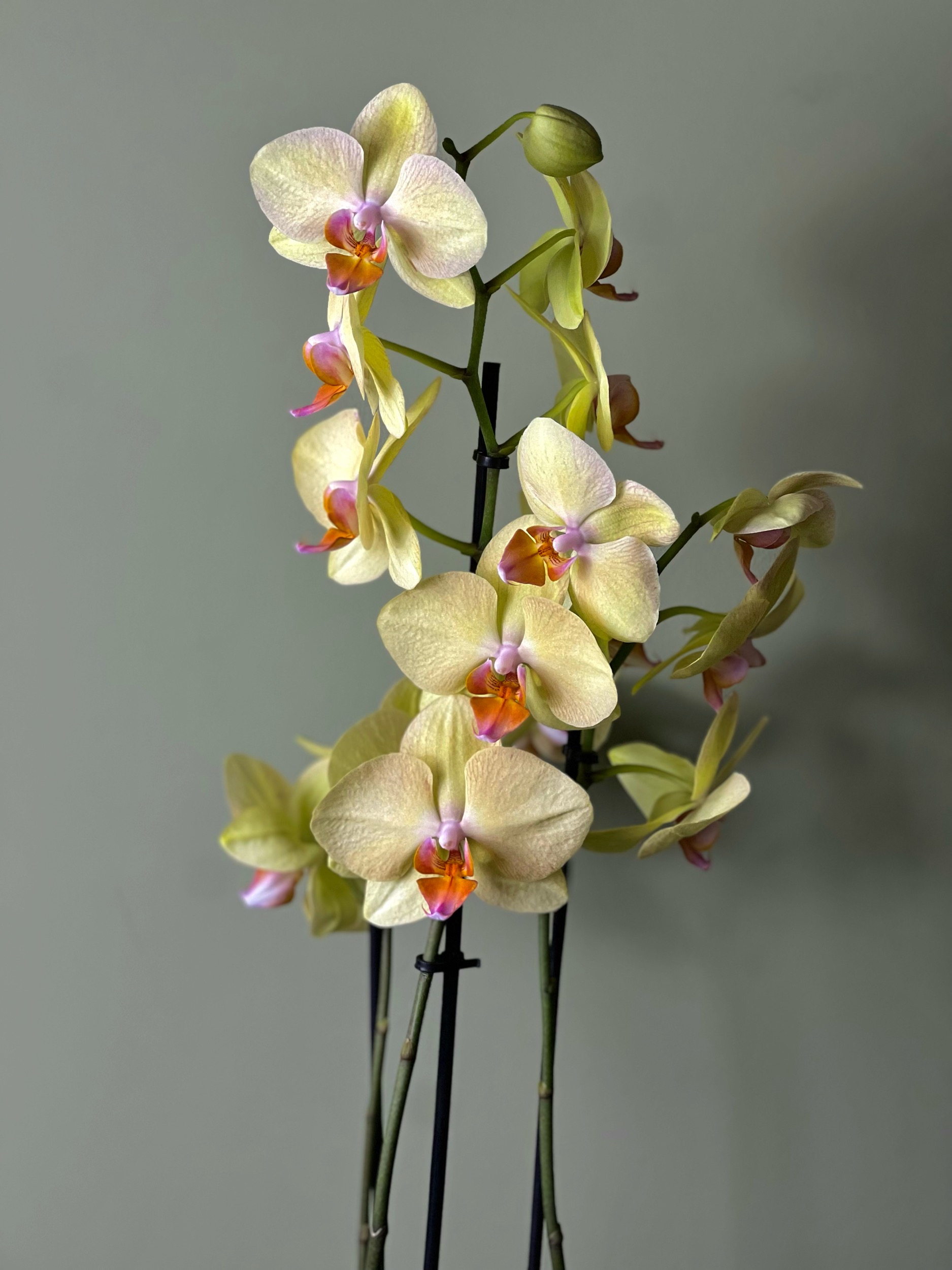 Yellow Orchid