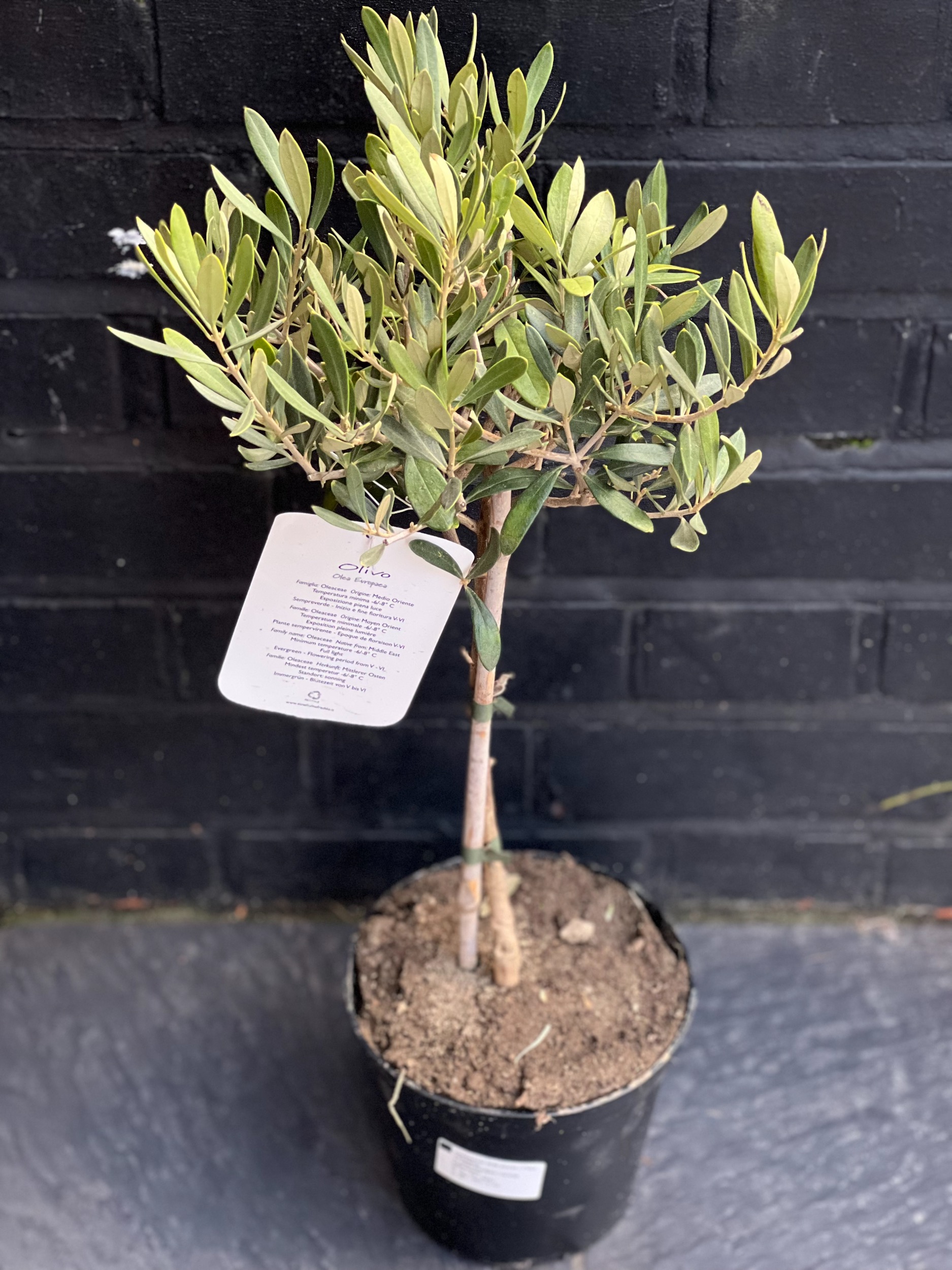 Rounded Olive Tree