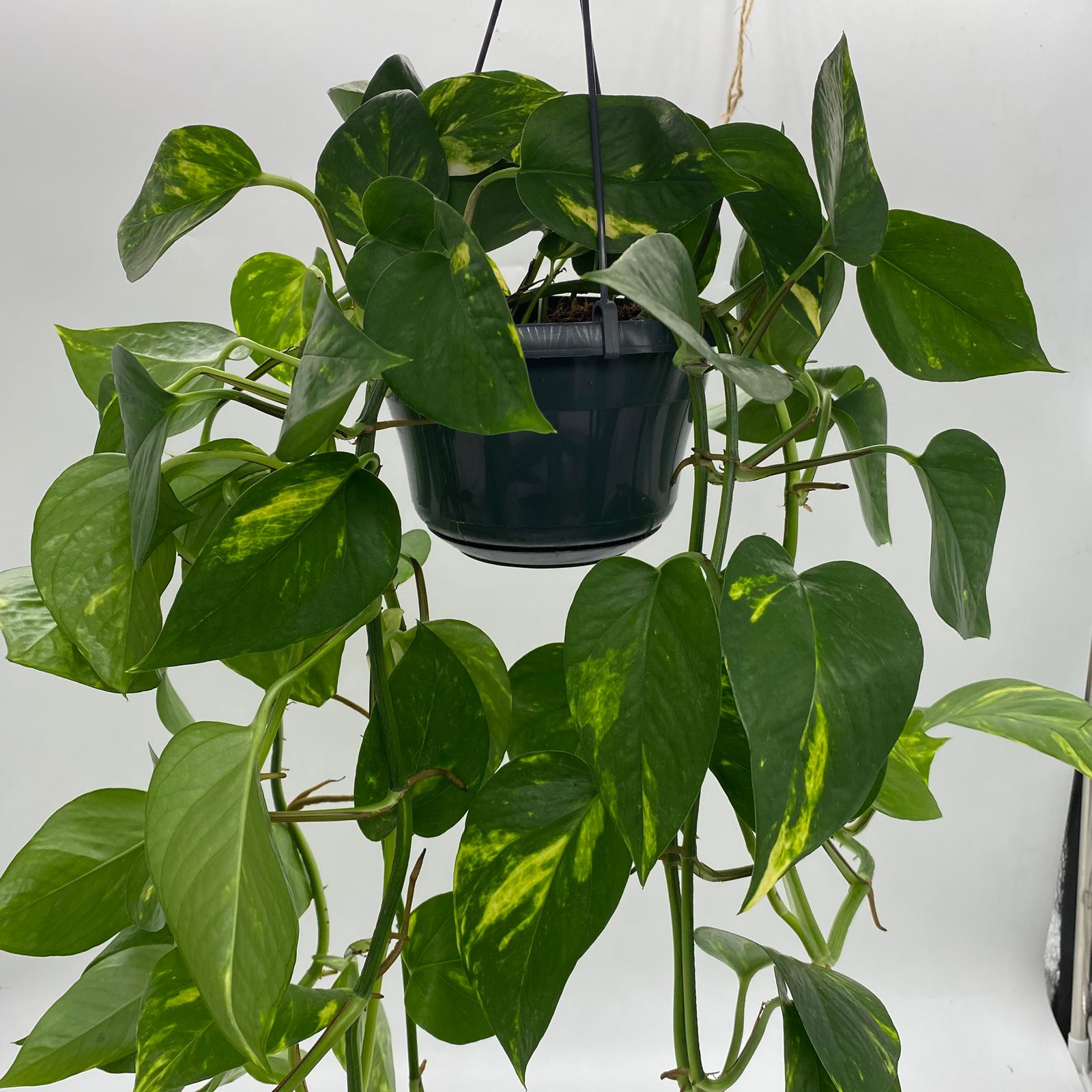 Hanging Pothos plant