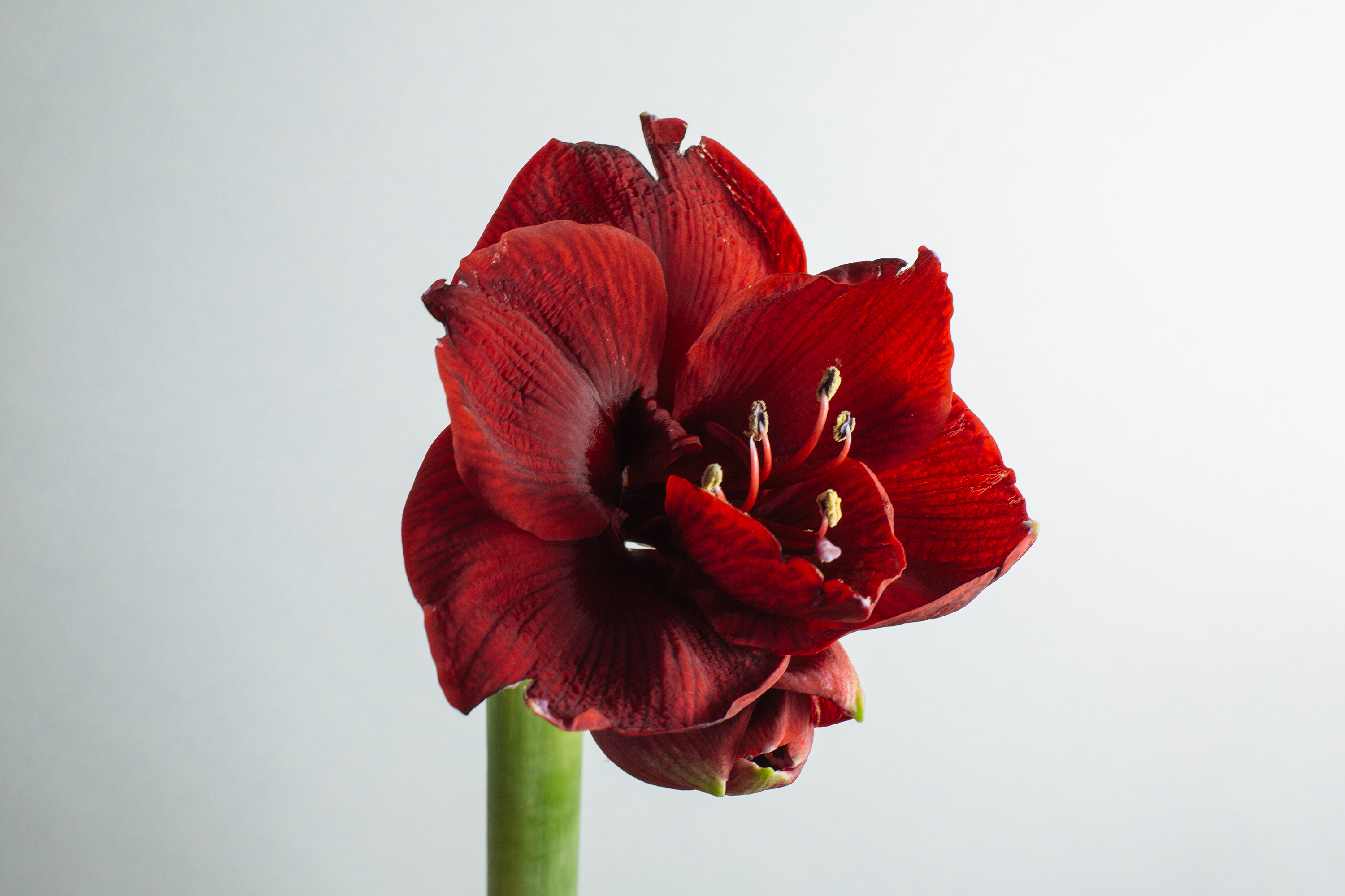 Amaryllis