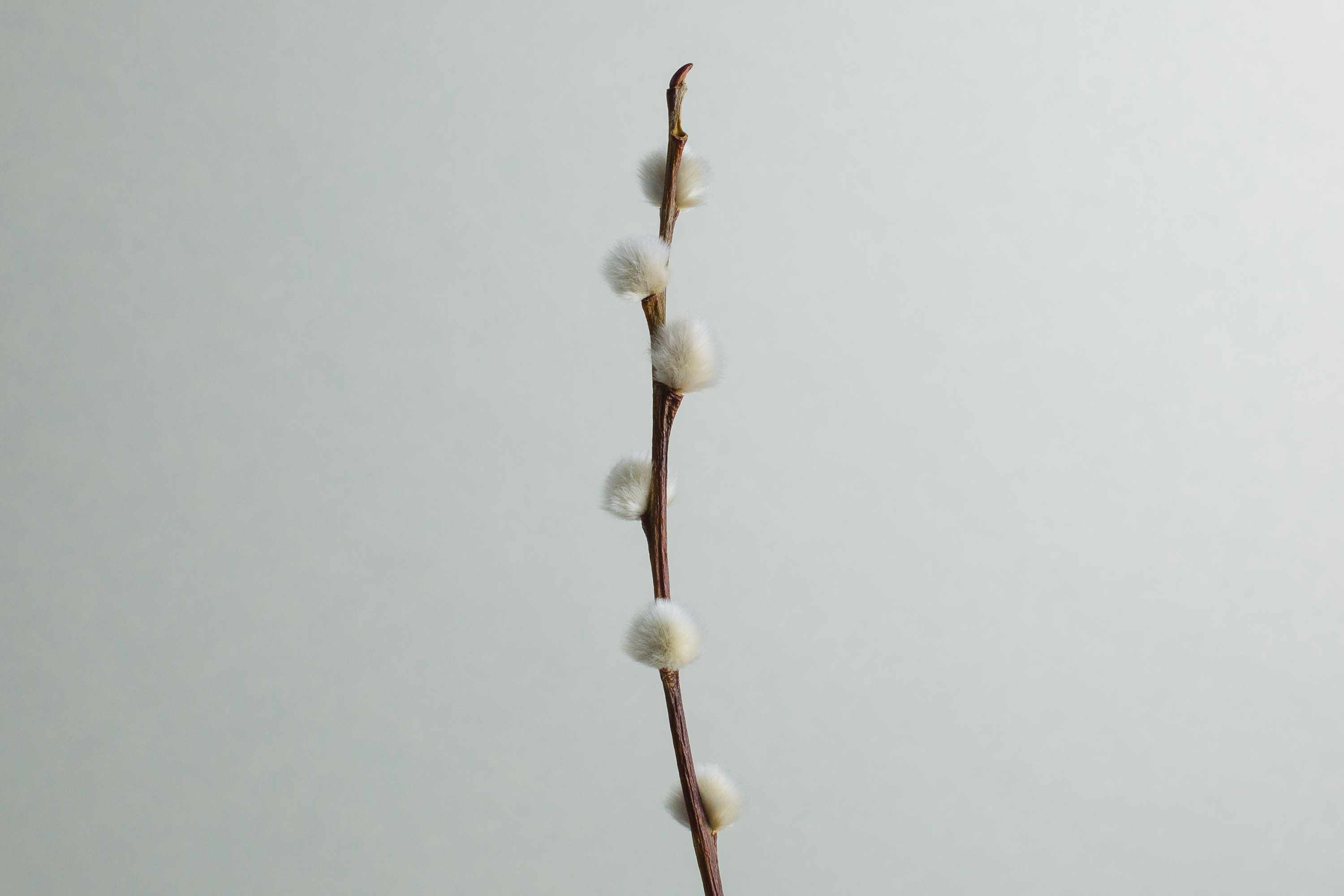 Pussy willow