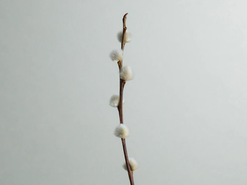 Pussy willow