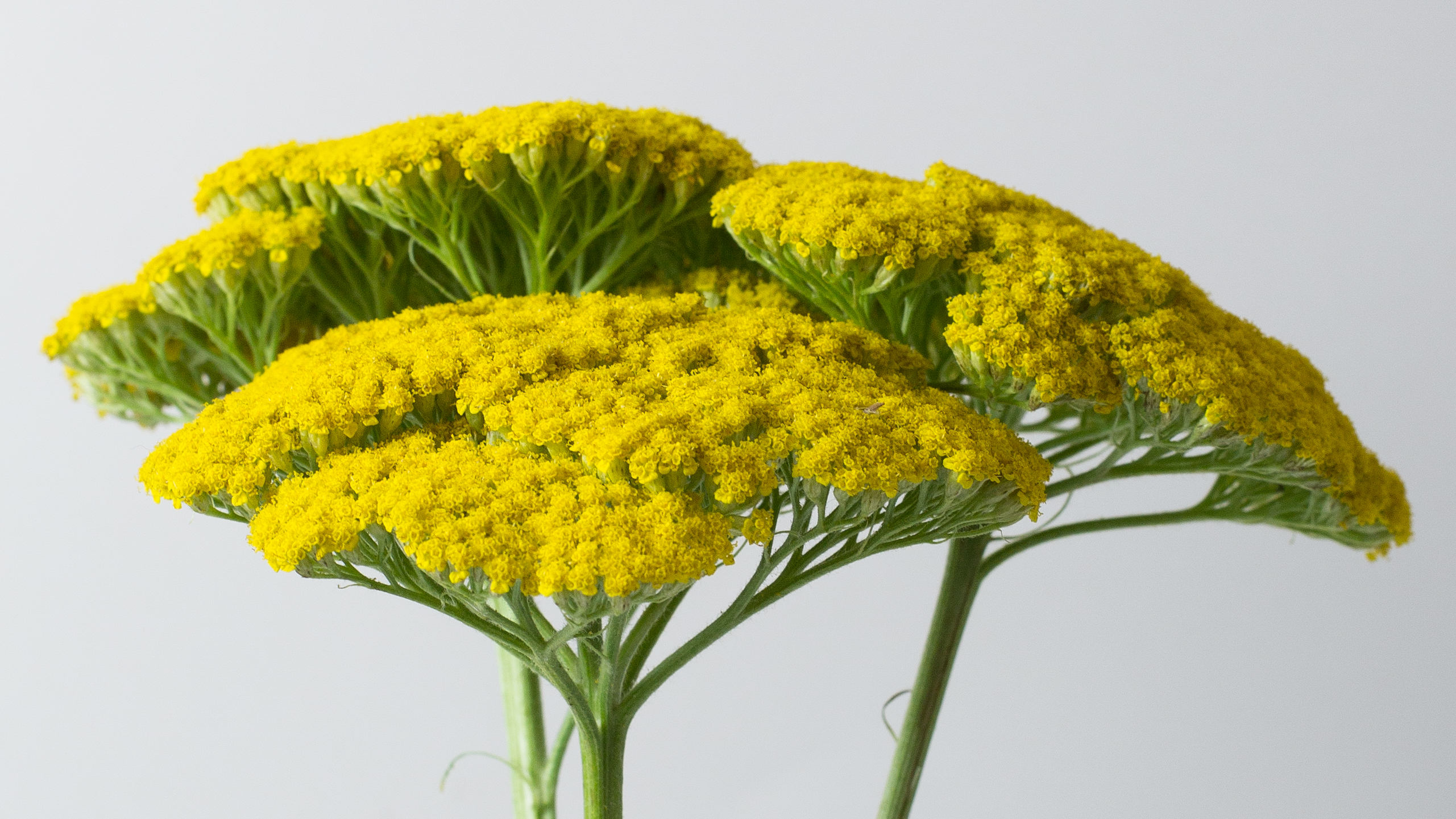 Achillea