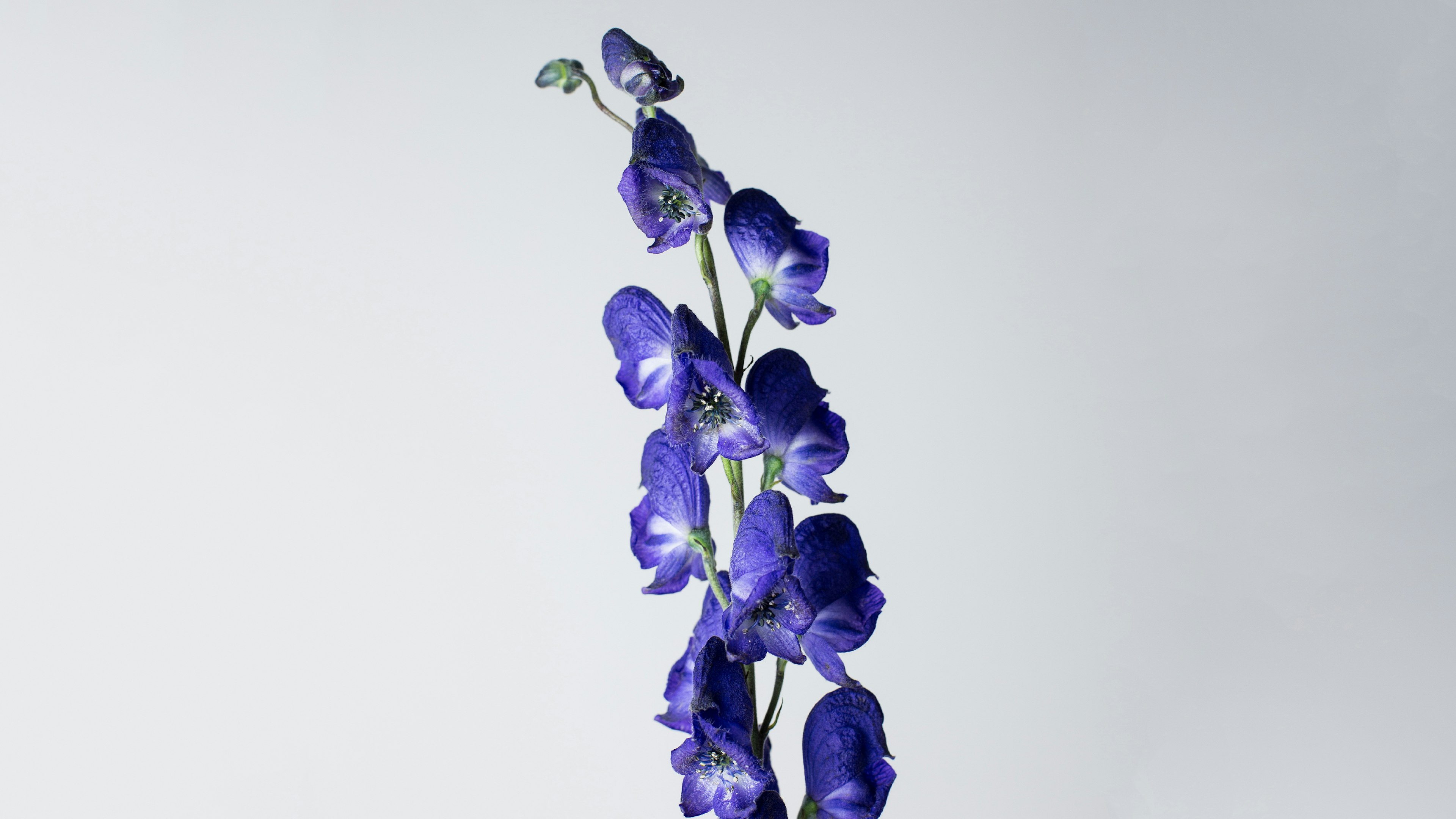 Aconitum