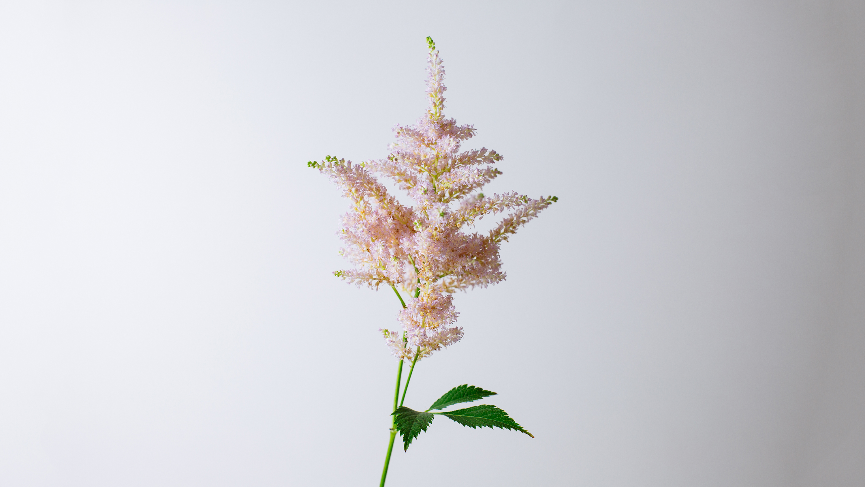 Astilbe