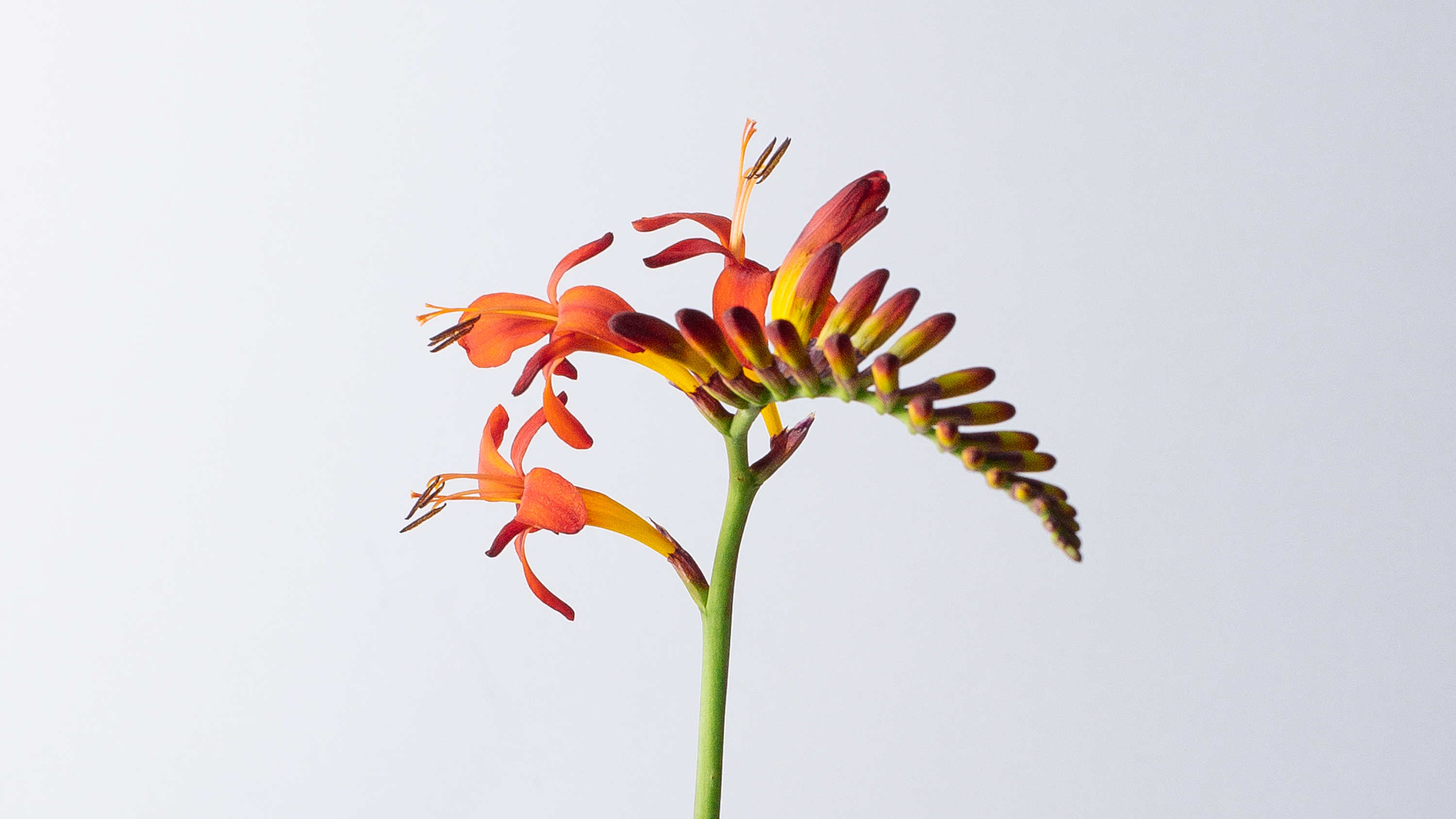 Crocosmia