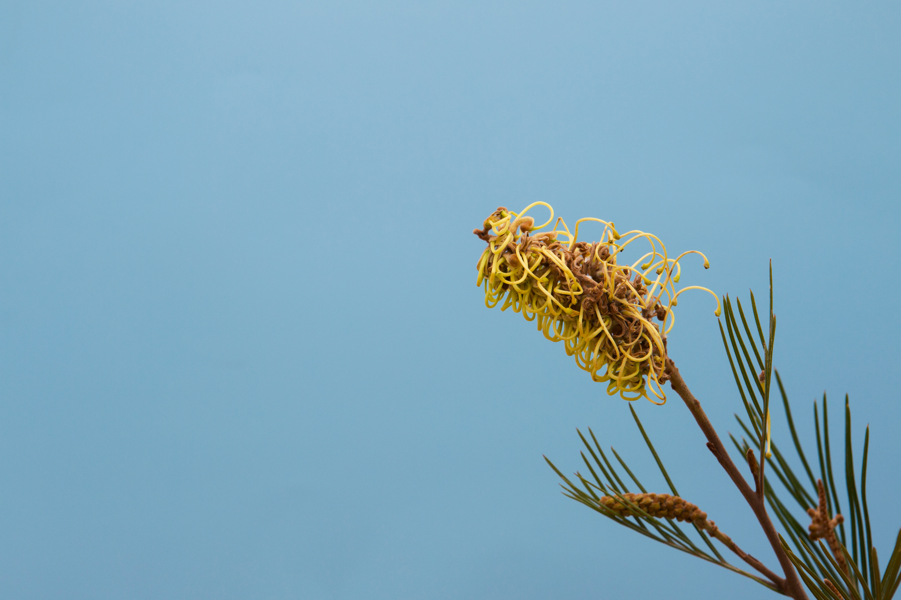 Grevillea