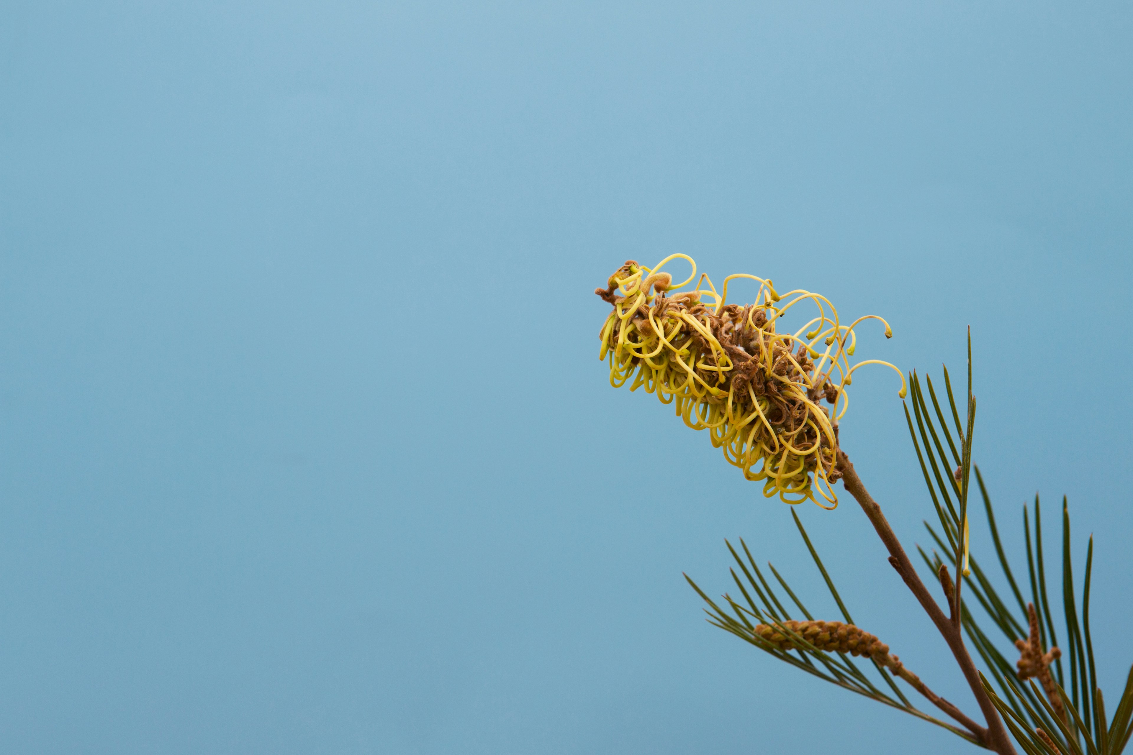 Grevillea
